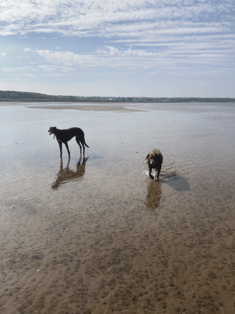 How to Start a Dog Walking Business — What I Learned Building Lothian Walkies From Scratch