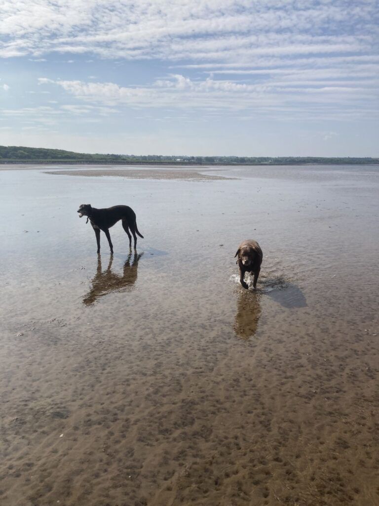 Maisie the Labrador and Teddy the rescue Greyhound on an East Lothian beach