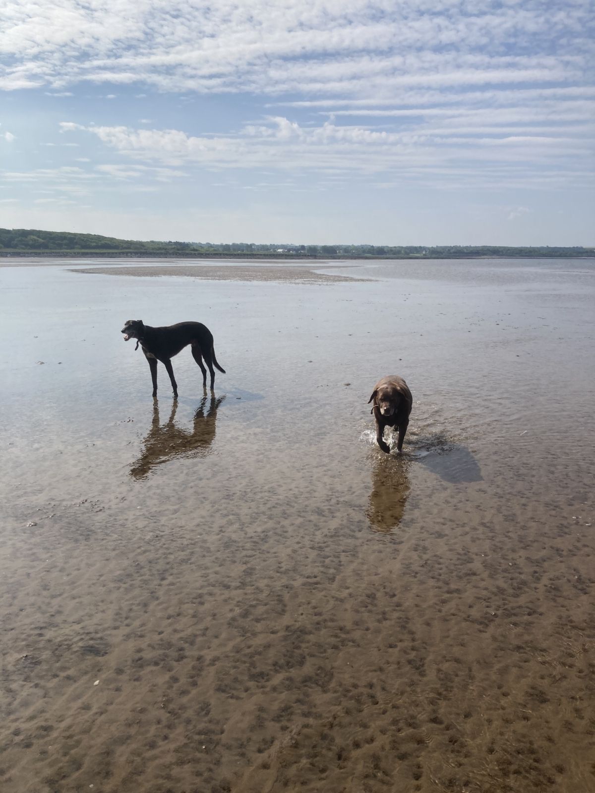 Dogs on a beach during a Lothian Walkies walk